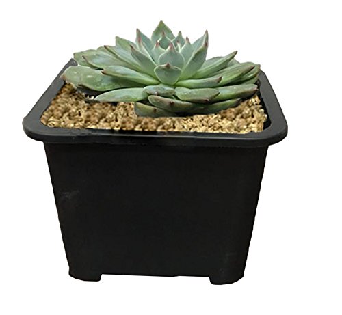 MUZHI 8PCS-PACK Large Black Square Succulent Planters Pots, Plastic Cactus Planters Bonsai Tree Miniascape Plant Containers With Rolled Edge and Grid Bottom,7 INCH