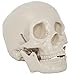 Life Size Skull -Two Piece - CH-S2