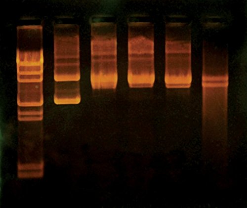 Edvotek 957 DNA Damage and Repair