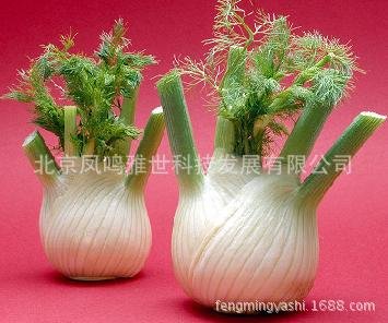 Plentree EU Fragrant Bulb Fennel bonsais Organic Vegetable bonsais 100pcs