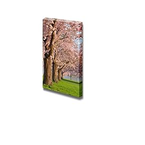 Row of Beautifully Blossoming Cherry Trees on a...