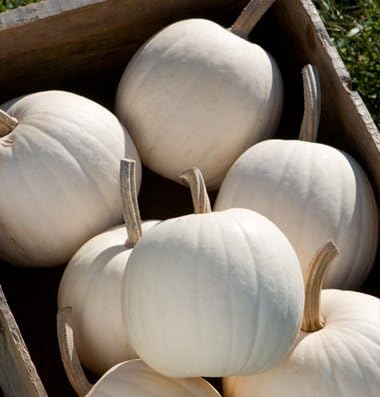 Snowball Pumpkin (F1) 15 seeds