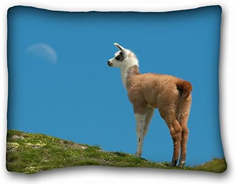 fengyijiating Decorative Standard Pillow Case Animals furry bunny s baby 20" W By 26" L
