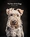 The Year of the Dogs by Vincent J. Musi