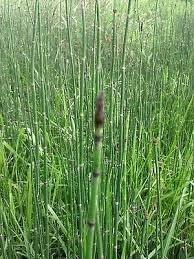 14+ Horsetail Reed Grass Looks Like Mini Bamboo (Equisetum hyemale) Pond Plant