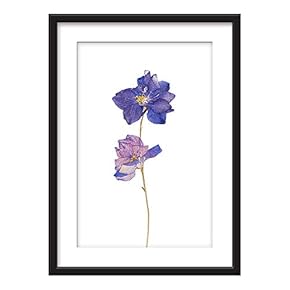 Framed Wall Art - Hand Dranw Purple Plant Flowers - Giclee Printed Art in Black Picture Frames White Matting - 23x31 inches