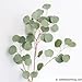 Fresh Cut Eucalyptus Silver Dollar - Greens Foliage - Wedding DIY Bulk Event Flowers (2 Bunches (18-20 Stems))
