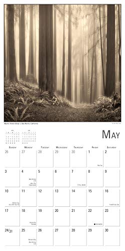 2020 Calendar: The Nature of Trees 2020 Wall Calendar