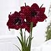 Big True Amaryllis Bulbs Indoor&Outdoor Potted Flowers plants,flower bulbs Survival Rate is High (not seeds) -1 bulbs 21