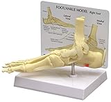 Foot and Ankle Bone Joint Anatomical Model