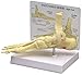 Foot and Ankle Bone Joint Anatomical Model
