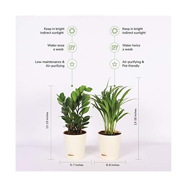 Ugaoo Air Purifier Indoor Plants for Home with Pots- Areca Palm & ZZ Plant - Image 3