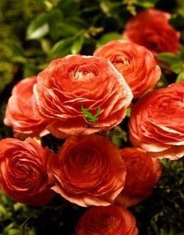 FERNSFLY IMP. Ranunculus | Rannculus Excellent Quality Flower Bulbs for Attractive Aromatic Flowers Home Outdoor Gardening Plants Flowering Bulbs (Pack Of 1, The Tecolote Salmon)
