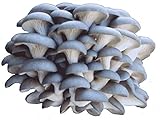 Organic Blue Oyster Mushroom Growing Kit