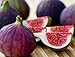 Fig Trees"Violette de Bordeaux" Includes Four (4) Live Plants