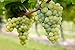 Fontana Trio Wine Kit 16 lt. French Trio - Chardonnay - Muscat - Chenin Blanc