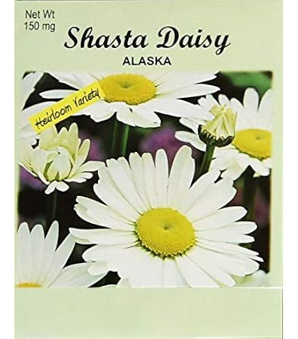 Amazon.com : Set of 50 Shasta Daisy Seed Packets! Flower Seeds in Bulk - 50  Individual Packets (50, Shasta Daisy) : Patio, Lawn & Garden