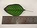 perfect2desire Fake Leaves Green Brown Rose Leaves Mulberry Paper Artificial Leaf Size#1