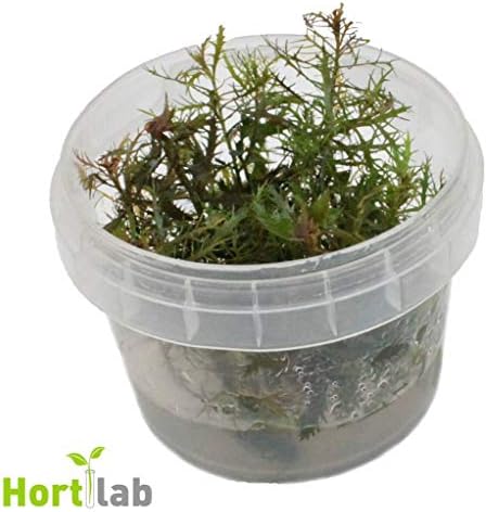 Proserpinaca palustris in-vitro - Live Aquarium Plant