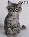 Cats by Alice Buckland