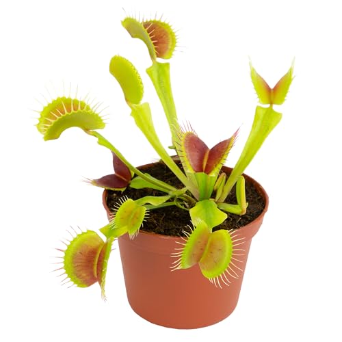 Plants for Pets Non-Toxic Live Venus Flytrap Plant, Carnivorous Plants, Pet Saf…