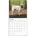 2020 Pugs Wall Calendar by Bright Day, 16 Month 12 x 12 Inch, Cute Dogs Puppy Animals Adorable Canine