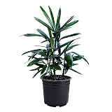 AMERICAN PLANT EXCHANGE Lady Palm Rhapis Excelsa Indoor/Outdoor Air Purifier Live Plant, 6" Pot