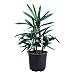 AMERICAN PLANT EXCHANGE Lady Palm Rhapis Excelsa Indoor/Outdoor Air Purifier Live Plant, 6" Pot primary
