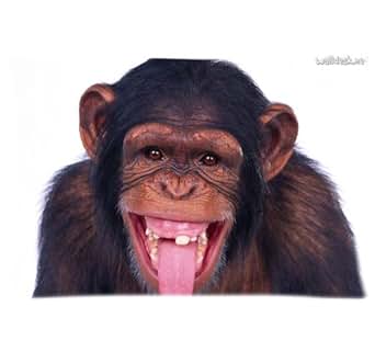 Amazon.com: best Cute monkey Custom Zippered Pillow Cases ...