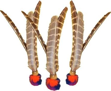 kitty a go go cat grooming