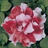 50 Double Madness Red White Pelleted Petunia Seeds