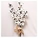 Darget Cotton Stems - 29