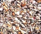 Hinterland Trading Fairy Garden Tiny Seashells 250+ Sea Shells