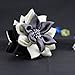 Merdia Jaw Hair Claw Clips with Sharp Leaf Flower Design | Cute Claw Clips for Women, Girls | Colors: Black, White, Grey