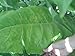 Commercial Burley Tobacco Seed Cigarette Heavily Used In The Industry Non GMO