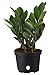 Costa Farms ZZ Zamioculcas Zamiifolia Live Indoor Plant, 12-Inch Tall, Fresh From Our Farm, Excellent Gift primary