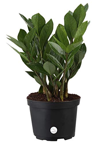 Costa Farms ZZ Zamioculcas Zamiifolia Live Indoor Plant, 12-Inch Tall, Fresh From Our Farm, Excellent Gift