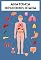Livro Anatomia Descomplicada: Um Guia Ultrasimplificado Para Você Entender o Corpo Humano de Forma Simples e Direta