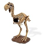 Geoworld Prehistoric Icebergs Diatryma Gigantea Skeleton Assembly Set