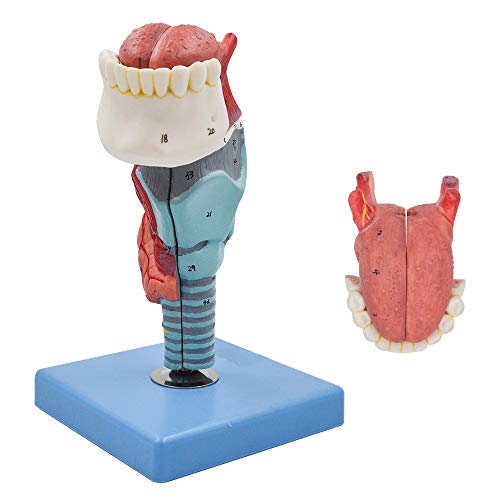 Medical Throat Model Anatomy Skeleton, Magnified Human Larynx Anatomical Models with Tongue - Thumbnail 3