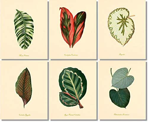 Amazon.com: Vintage Botanical Leaves Wall Art - Botanical Prints (Set