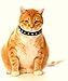 Kitty Planet Cat Collar – Outlaw Studded Kitten Collar – Leather Cat Collars for Girl Cats & Boy Cats – Buckled Kitty Collar w/Safety Breakaway Strap 9