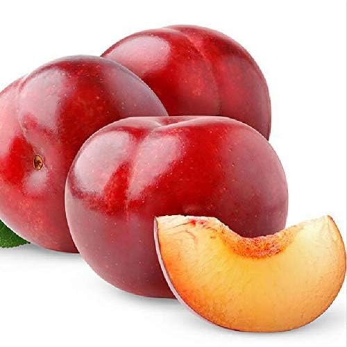 5Pcs/Bag Plums Seeds Delicious Chinese Round Plums Fruit Red Li Zi Tree Seeds