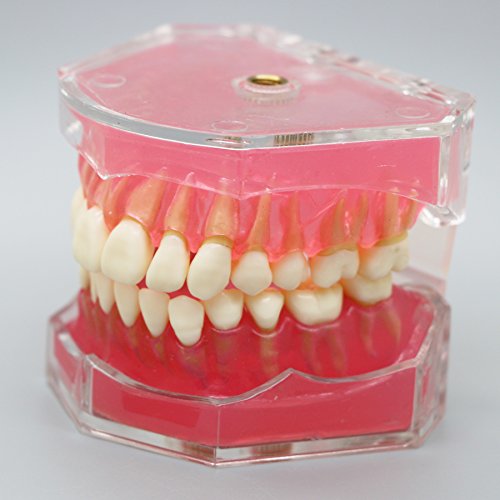 2 Dentalmall%25C2%25AE+Dental+Demonstration+teeth+Model