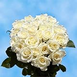 GlobalRose 50 Fresh Cut White Roses - Fresh Flowers Express Delivery - Perfect Long Stem Roses For Birthdays