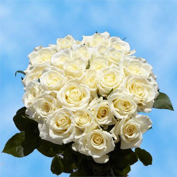 GlobalRose 50 Fresh Cut White Roses - Fresh Flowers Express Delivery - Perfect Long Stem Roses For Birthdays