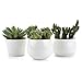 T4U Inch Ceramic White Collection NO.31 Succulent Plant Pot/Cactus Plant Pot Flower Pot/Container/Planter Package 1 Pack of 3
