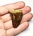 Massive Mosasaurus Tooth Fossil - Genuine - Dinosaur That Swam!