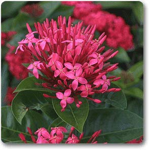 Mphmi Plant Ixora Long, Singapuri Ixora (Pink) - Plant Jungle Geranium, Flame of the Woods, Jungle Flame, West Indian jasmine. rangan, kheme, ponna, chann tanea, techi, pan, santan, jarum-jarum