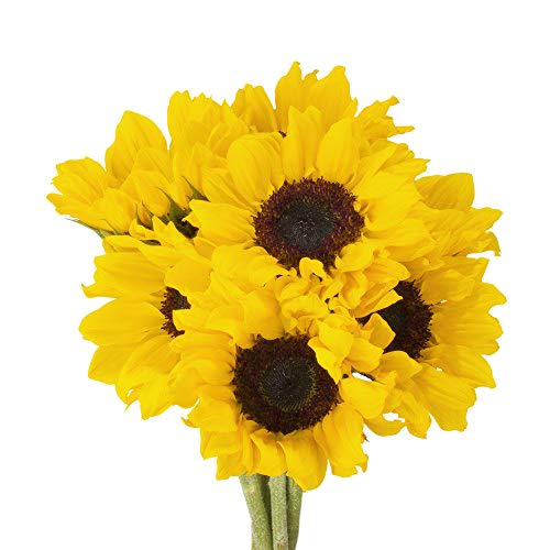 Vistaflor - 100 Sunflowers - Wholesale Fresh Cut from the Farm